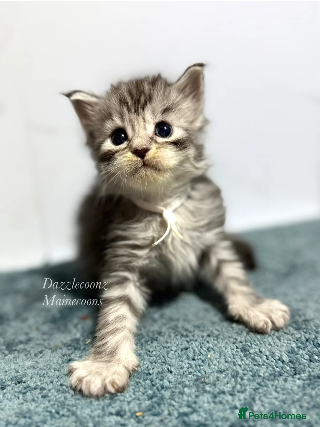 Dazzlecoonz Mainecoons | Pets4Homes