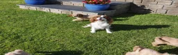 Cavapoo dogs for sale: Well bred Health Tested F1 Cavapoo Puppies - Advert 9