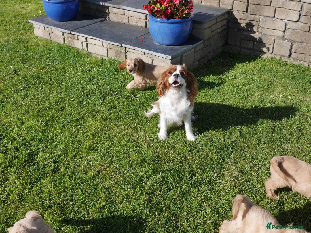 Cavapoo dogs for sale: Well bred Health Tested F1 Cavapoo Puppies - Advert 9