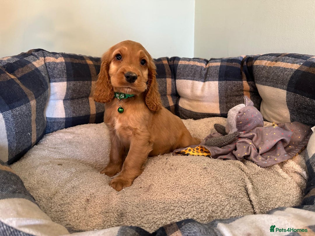 Cocker Spaniel dogs for sale: *Show Type* Cocker Spaniel Puppies  - Image 9