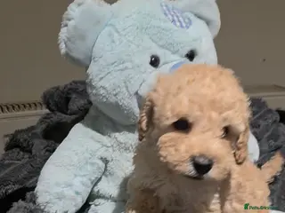 Cockapoo dogs Gorgeous small cockerpoos READY NOW - Advert 4