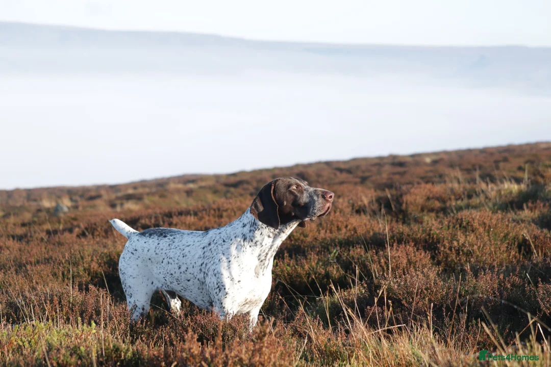 German Shorthaired Pointer dogs for stud: Outstanding example of a working Gsp in Lancaster - Advert 5
