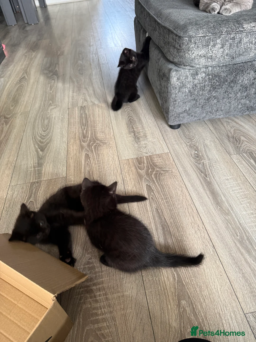 Mixed Breed cats for sale: X3 British Shorthair x Tabby kittens - Advert 10