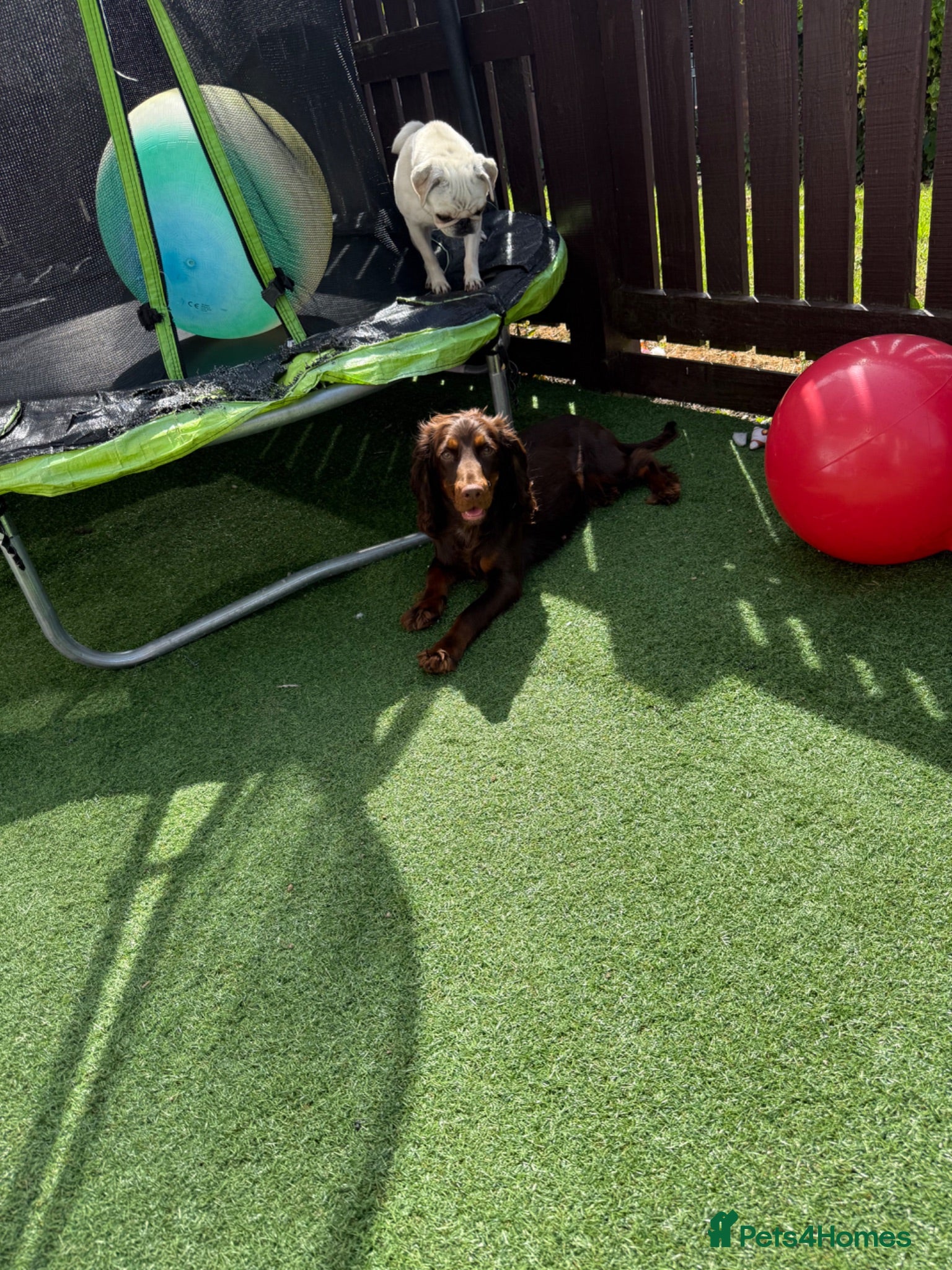 Cocker Spaniel dogs Cocker Spaniel - Advert 1