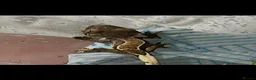 Gecko reptiles for sale: Crested gecko in South Ockendon - Advert 5