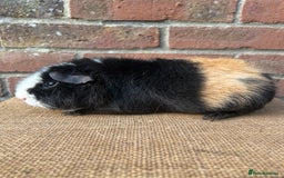 Guinea Pig rodents for sale: Two beautiful boys! - Image 5