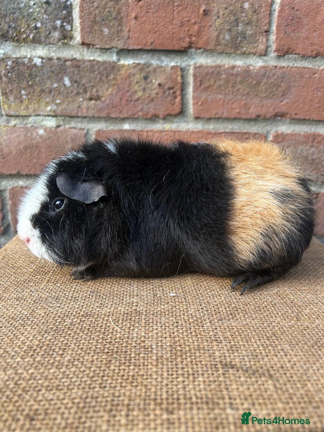 Guinea Pig rodents for sale: Two beautiful boys! - Image 5