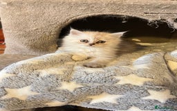 Persian cats for sale: Persian kitten ready to go - Image 12