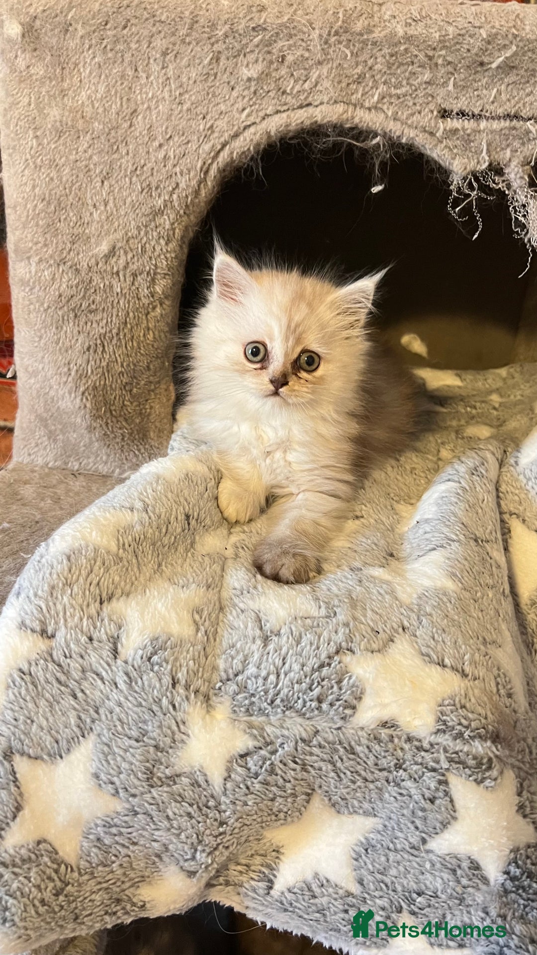 Persian cats for sale: Persian kitten ready to go - Image 12