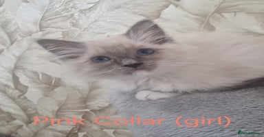 Ragdoll cats - Advert 3