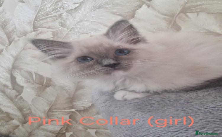 Ragdoll cats - Advert 3