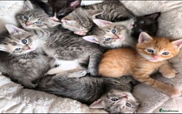 Maine Coon cats for sale: Beautiful half maine coon kitten - Image 1