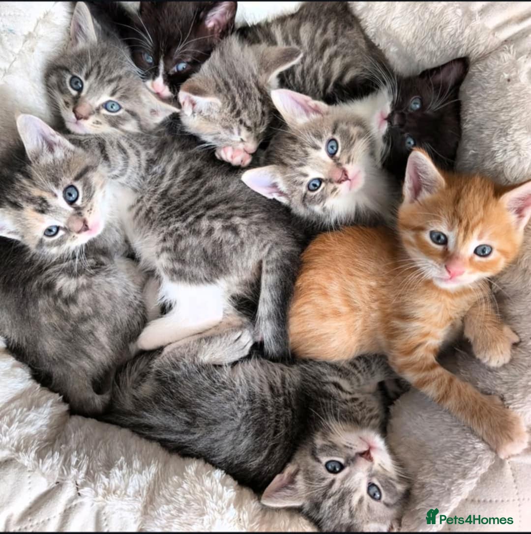 Maine Coon cats for sale: Beautiful half maine coon kitten - Image 1
