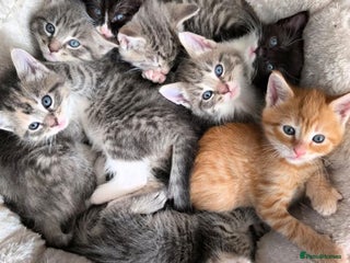 Maine Coon cats - Advert 20