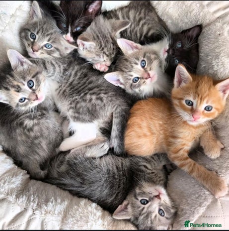 Maine Coon cats - Advert 9