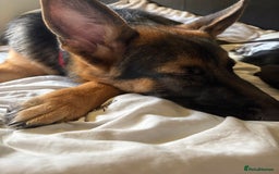 German Shepherd dogs for sale: GSD 7 Months Old - Image 9