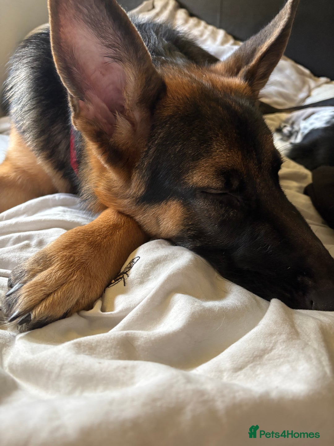 German Shepherd dogs for sale: GSD 7 Months Old - Image 9