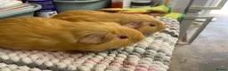Guinea Pig rodents for sale: Saffron Boy Brothers - Advert 1