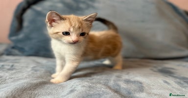 Mixed Breed cats - Advert 10