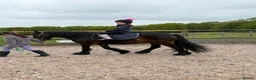 Swedish Warmblood horses for sale: Dutch warmblood mare and gelding - Advert 9