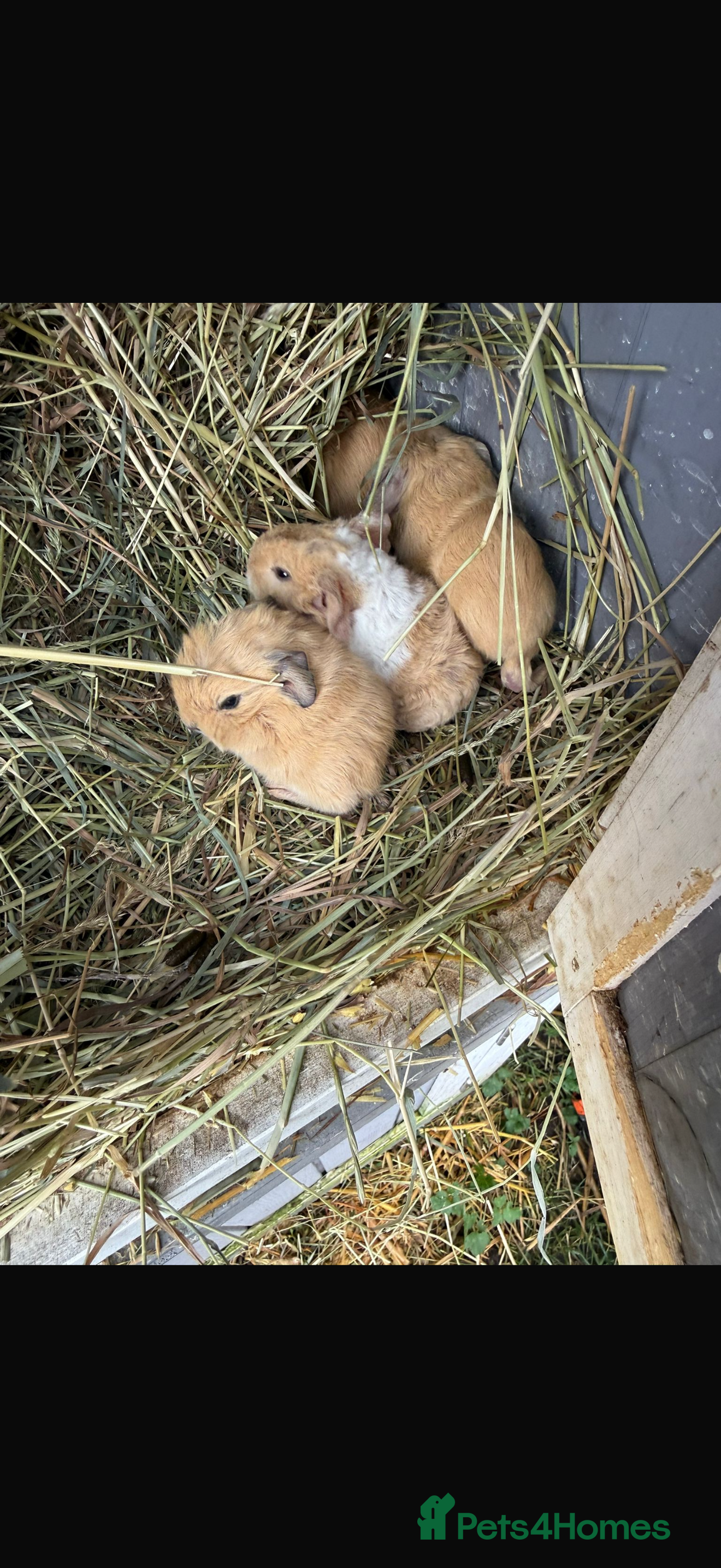 Guinea Pig rodents Baby guinea pigs - due anyday - Advert 1