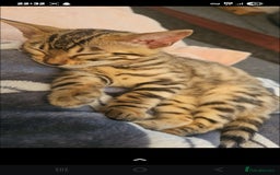 Bengal cats for sale: Bengal kitten  - Image 7