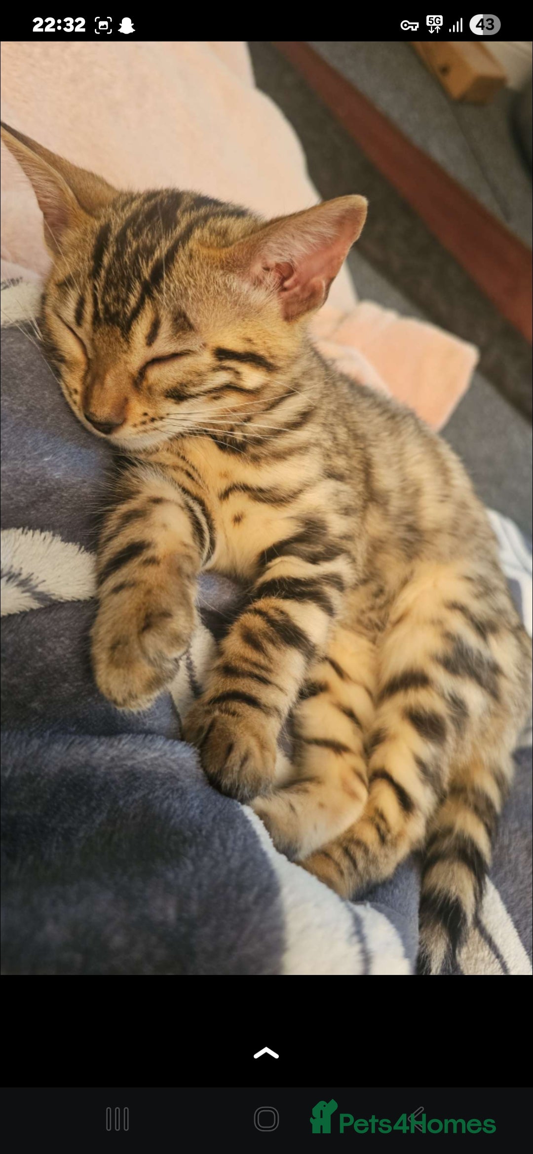 Bengal cats for sale: Bengal kitten  - Image 7
