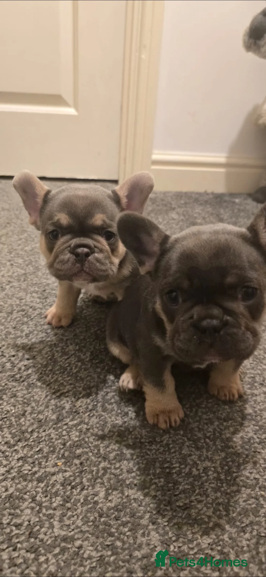 French Bulldog dogs for sale: 2 French Bulldogs puppies for sale  - Advert 4