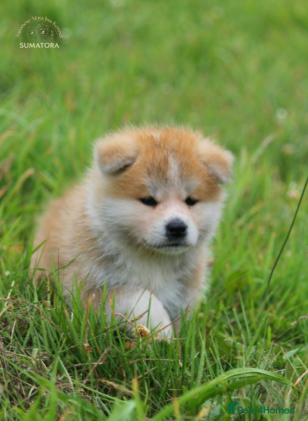 Japanese Akita Inu dogs for sale: ♥OUR PUPPIES ARRIVED♥ in Builth Wells - Image 25