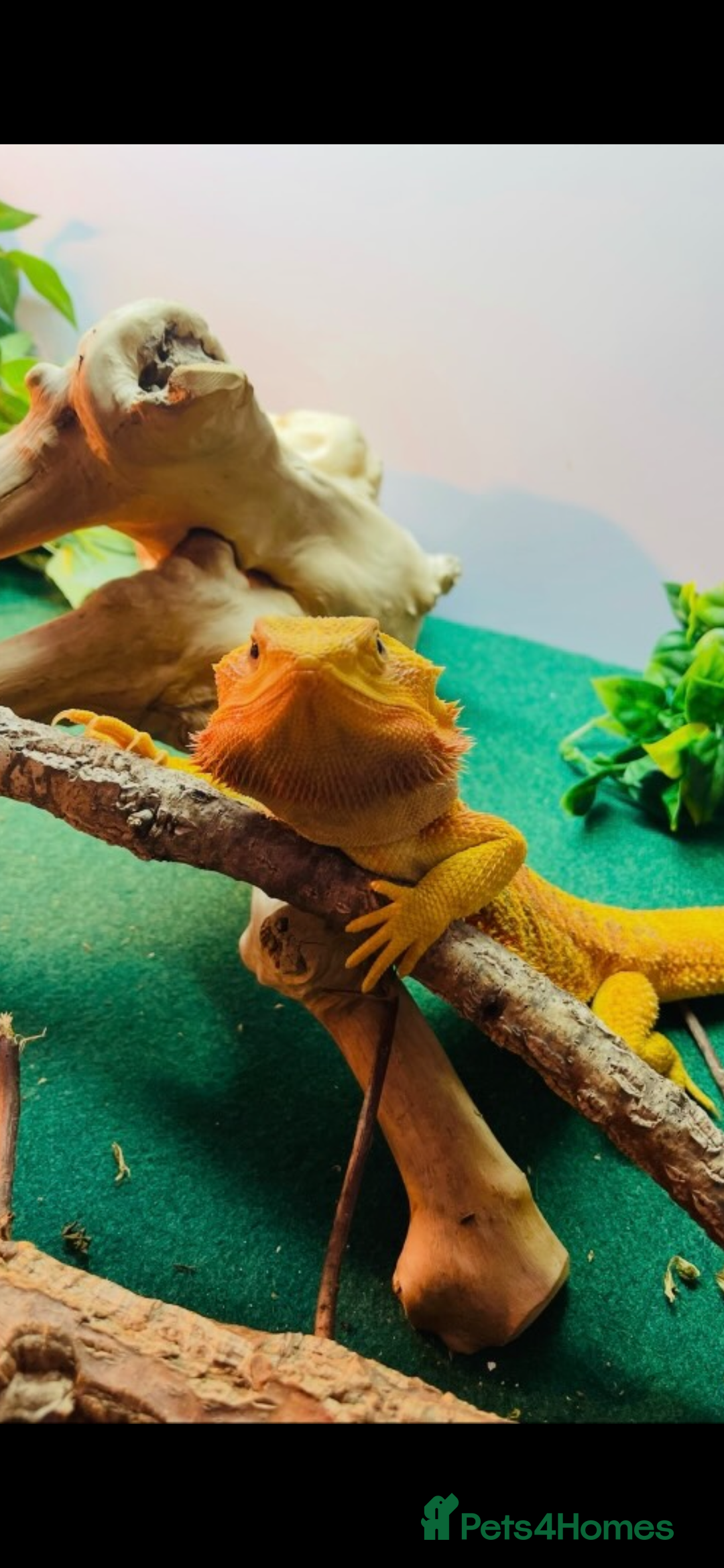 Dragon reptiles for sale: Bearded dragon  - Image 2