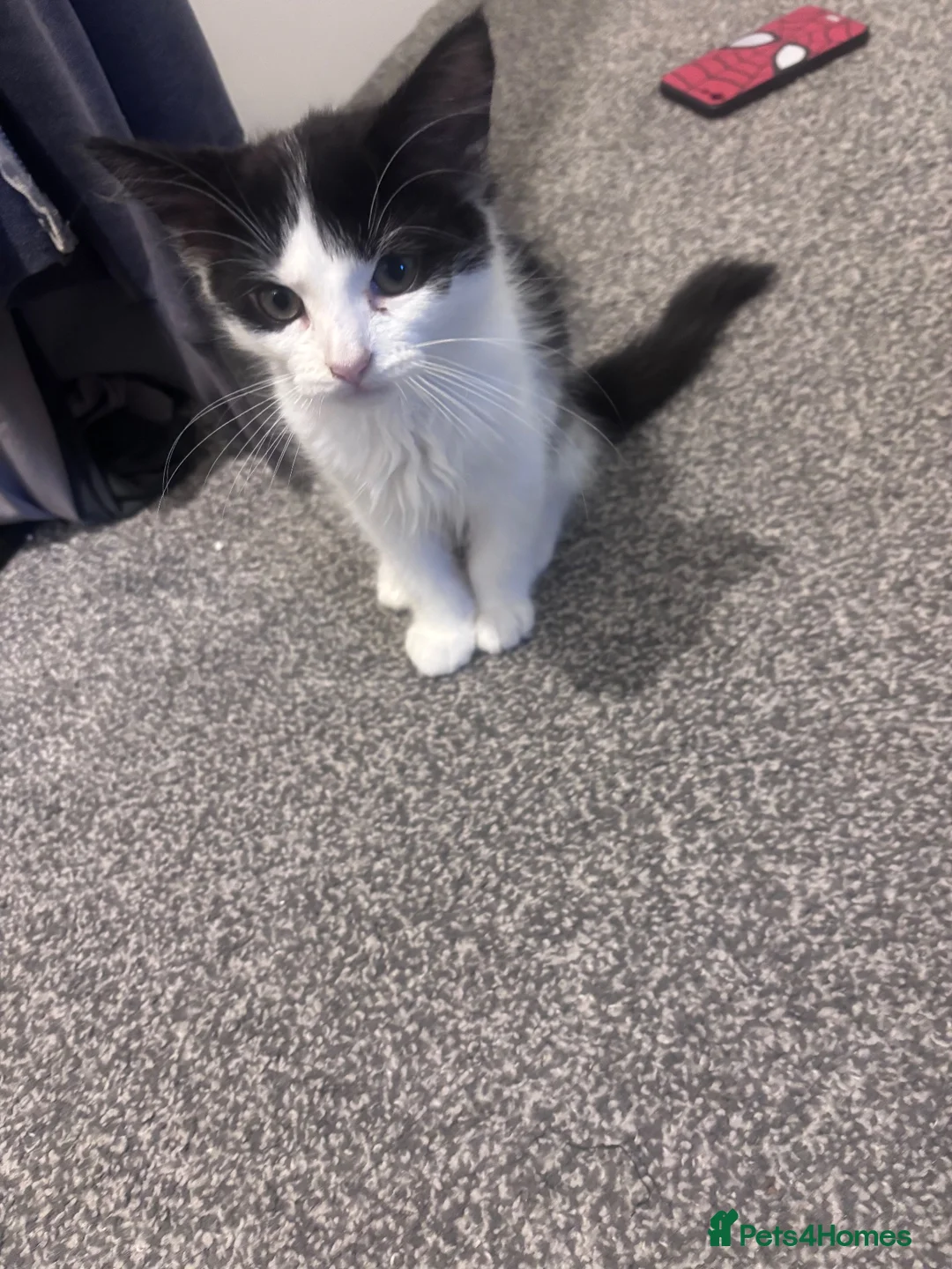British Shorthair cats for sale: Male kitten 16 weeks old  in Cullompton - Advert 4