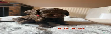 Cocker Spaniel 6