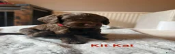 Cocker Spaniel dogs for sale: Working cocker spaniel puppies  - Advert 2