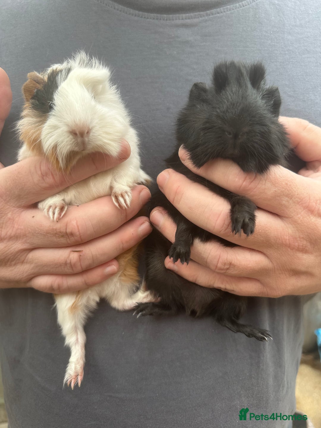 Guinea Pig rodents for sale: The cutest pair of funky coated boar brothers - Image 5