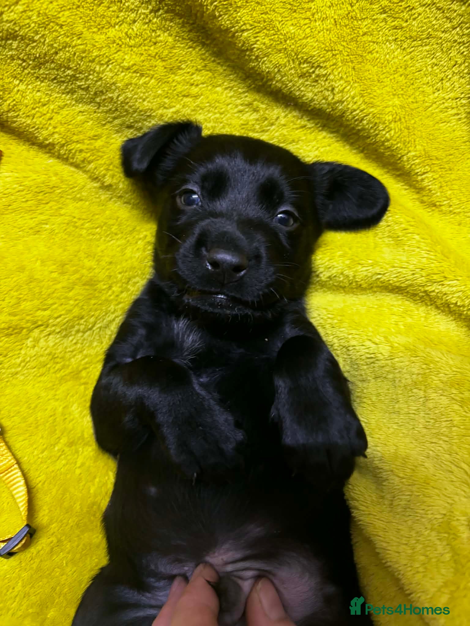 Cockerdor dogs Cocerdor puppies  - Advert 1