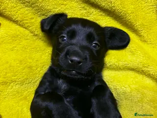 Cockerdor dogs Cocerdor puppies - Advert 1