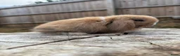 Mini Lop rabbits for sale: Mini lop sisters  - Advert 7