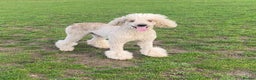 Standard Poodle dogs for stud: Apricot Standard Poodle Stud Dog  - Advert 2