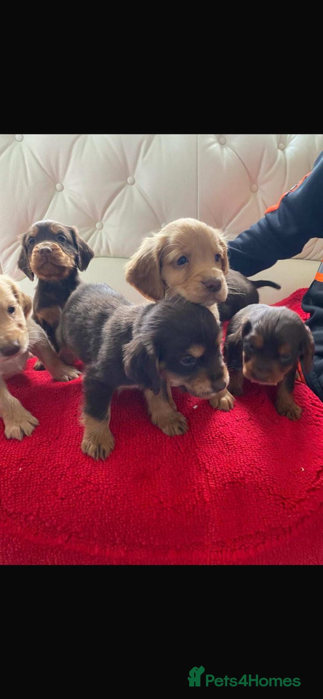 Cocker Spaniel dogs for sale: Beautiful litter of cocker spaniel puppys - Advert 6