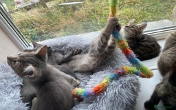 Maine Coon cats for sale: Beautiful Maine Coon X kittens  - Image 6