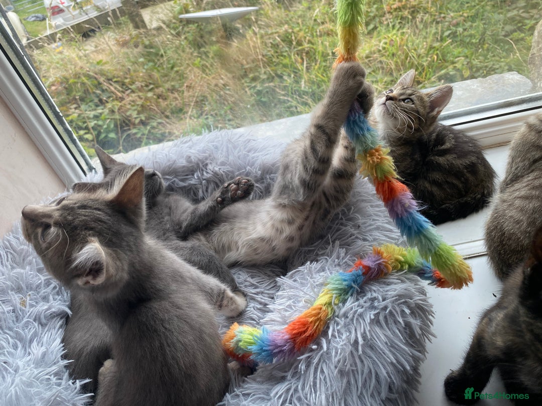 Maine Coon cats for sale: Beautiful Maine Coon X kittens  - Image 6