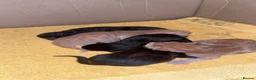 Mixed Breed cats for sale: 3 female kittens in Newmarket - Advert 9