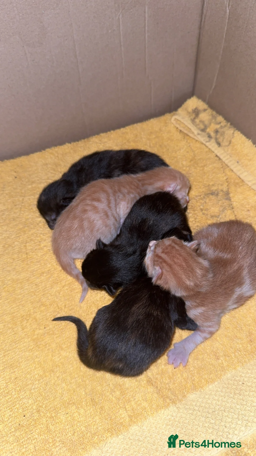 Mixed Breed cats for sale: 3 female kittens in Newmarket - Advert 9