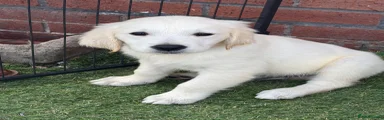 Golden Retriever 2