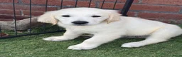 Golden Retriever dogs for sale: Kc reg golden retriever puppies  - Advert 8