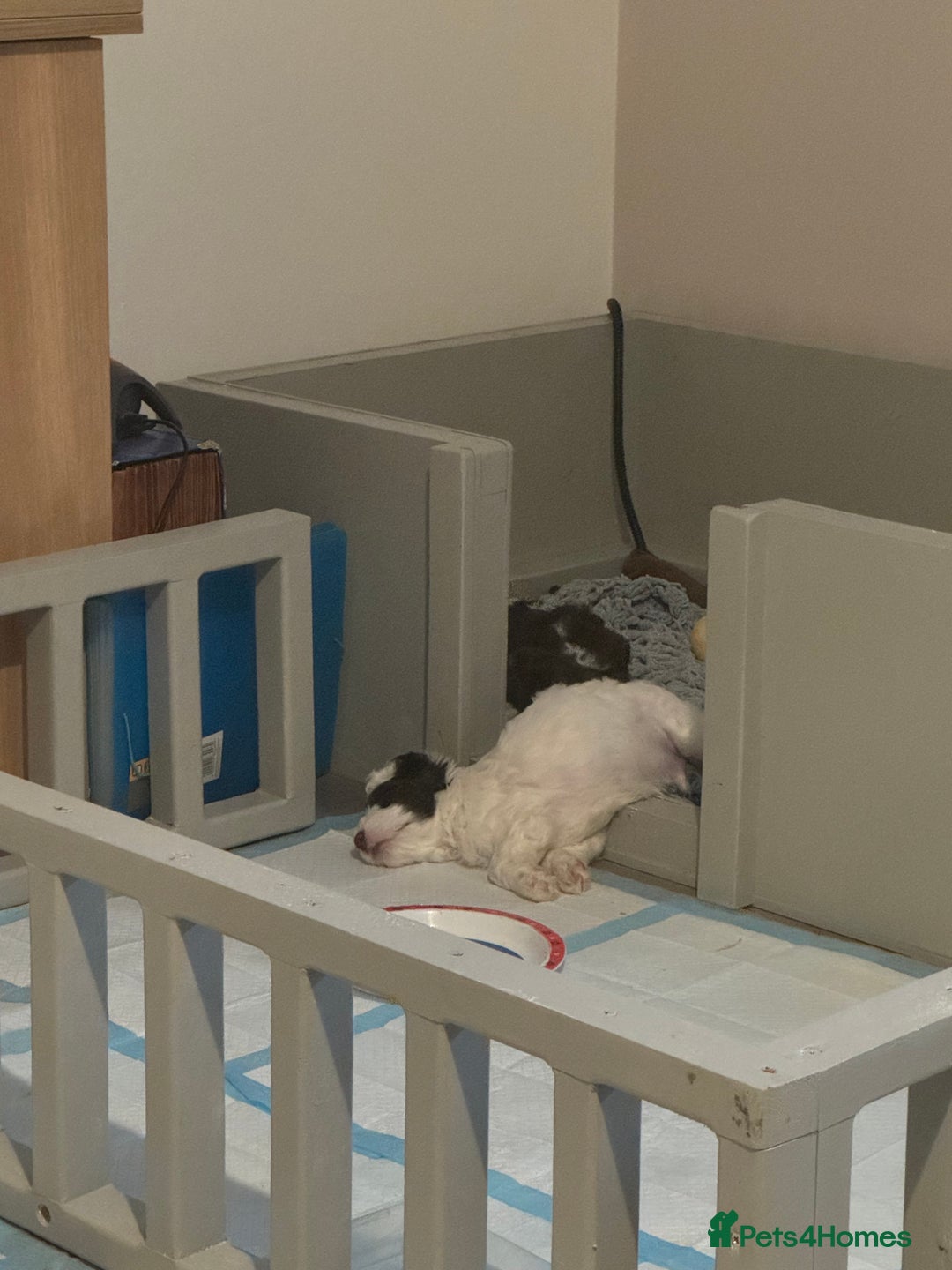 Cockapoo dogs for sale: F1b cockpoo puppies looking for forever homes.  - Advert 9