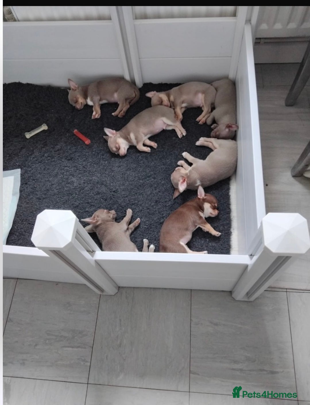 Chihuahua dogs for sale: Cheetos  - Advert 7