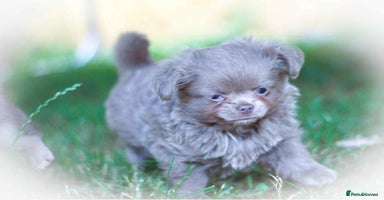 Chihuahua dogs - Advert 7