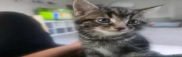 Mixed Breed cats for sale: 3 beautiful babies looking for forever homes - Advert 20