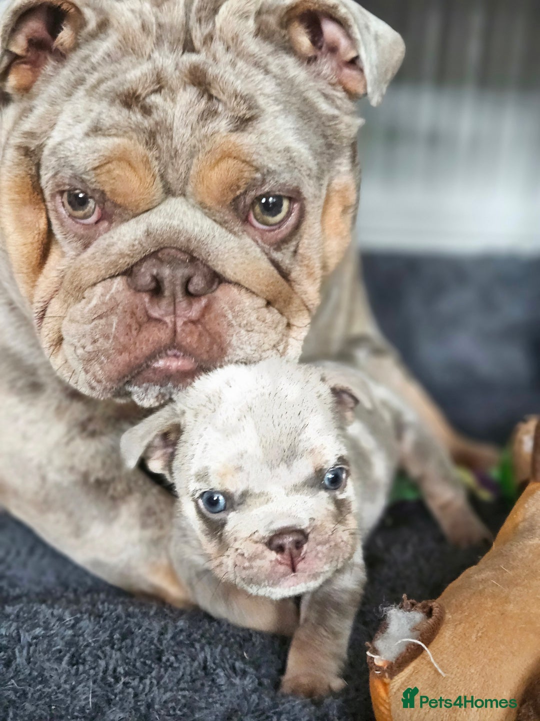 English Bulldog dogs for sale: Male tri lilac merle - Image 12